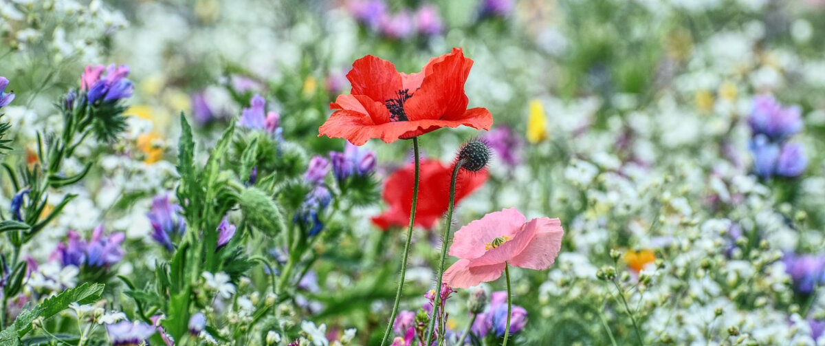 bunte Blumenwiese