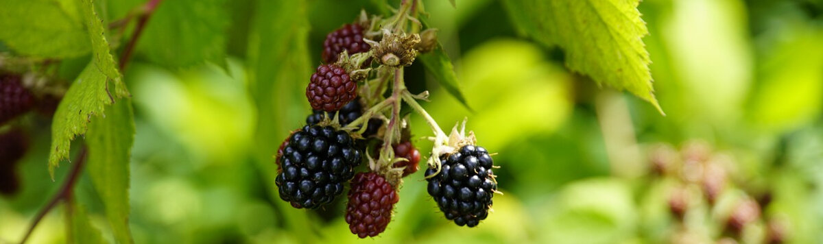 Brombeeren