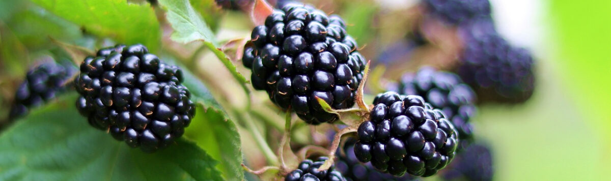 Brombeeren